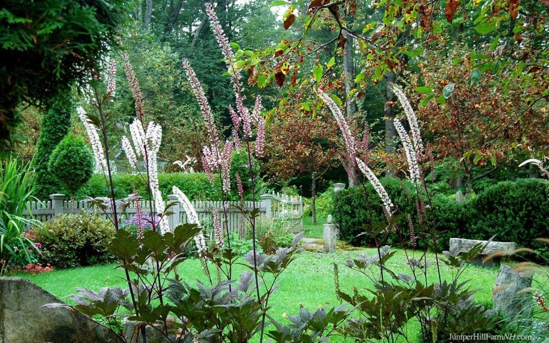 Fragrant Flowers!