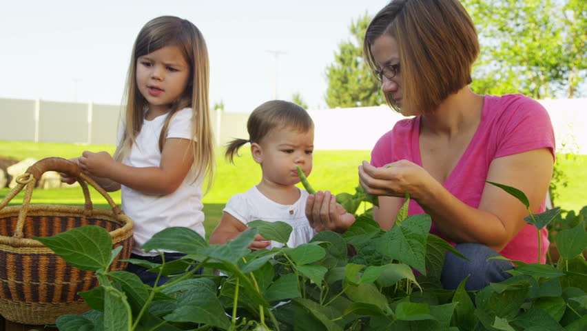 Summer Vegetable Gardening – What You’ll Need to Know