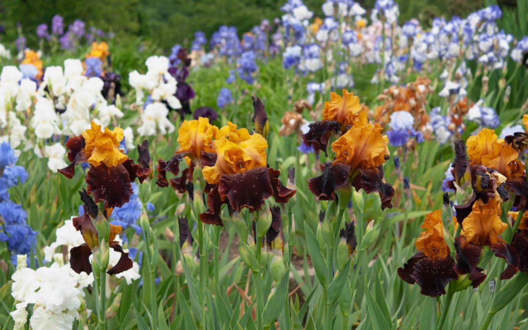 keeper of the rainbow