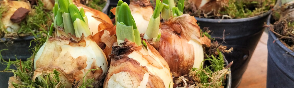 Forcing Spring Bulbs Into Winter Bloom
