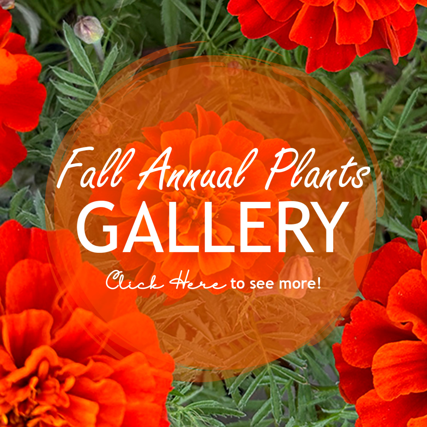 Fall Annual Plant Galley Button
