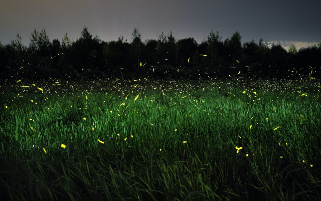 sparkling summer nights