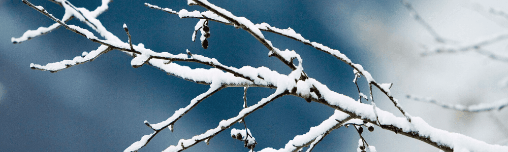 The Gardener’s Guide to Pruning Like a Pro!