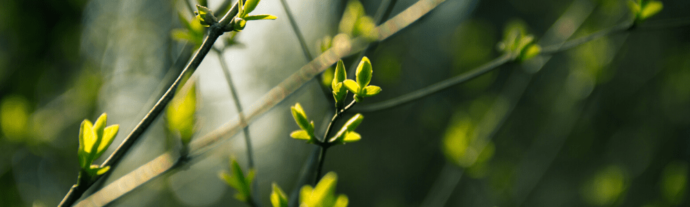 Forcing Shrubs & Tree Branches for Indoor Blooms