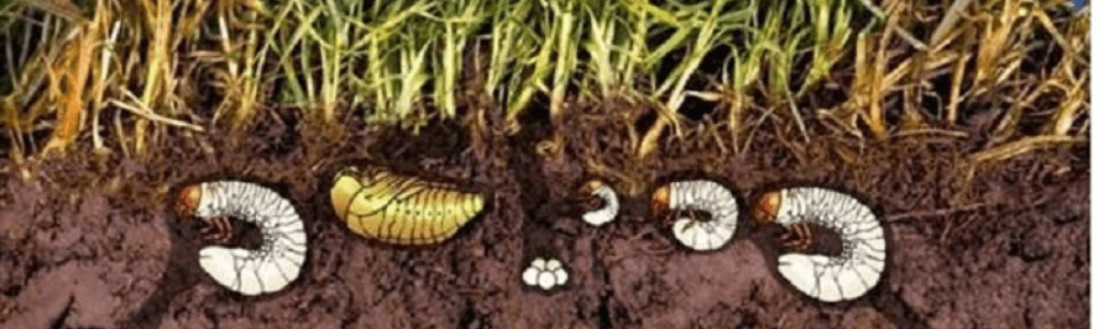 The Best Tips for Grub Control!