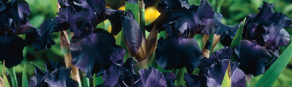 Perennial Plant Breakdown: Iris
