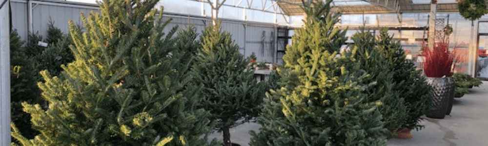 Choosing The Perfect Christmas Tree