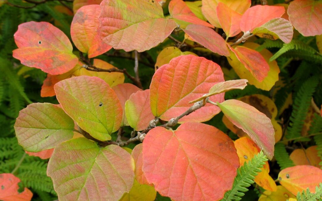 late summer’s palette