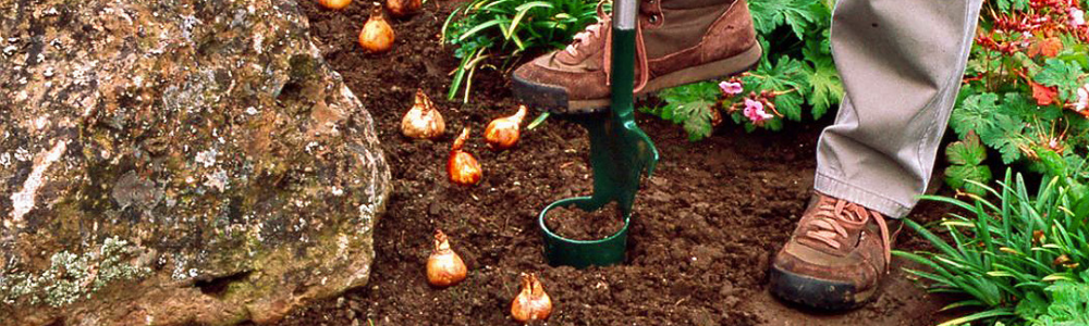 Confused When It Comes to Planting Fall Bulbs? Let Us Help!