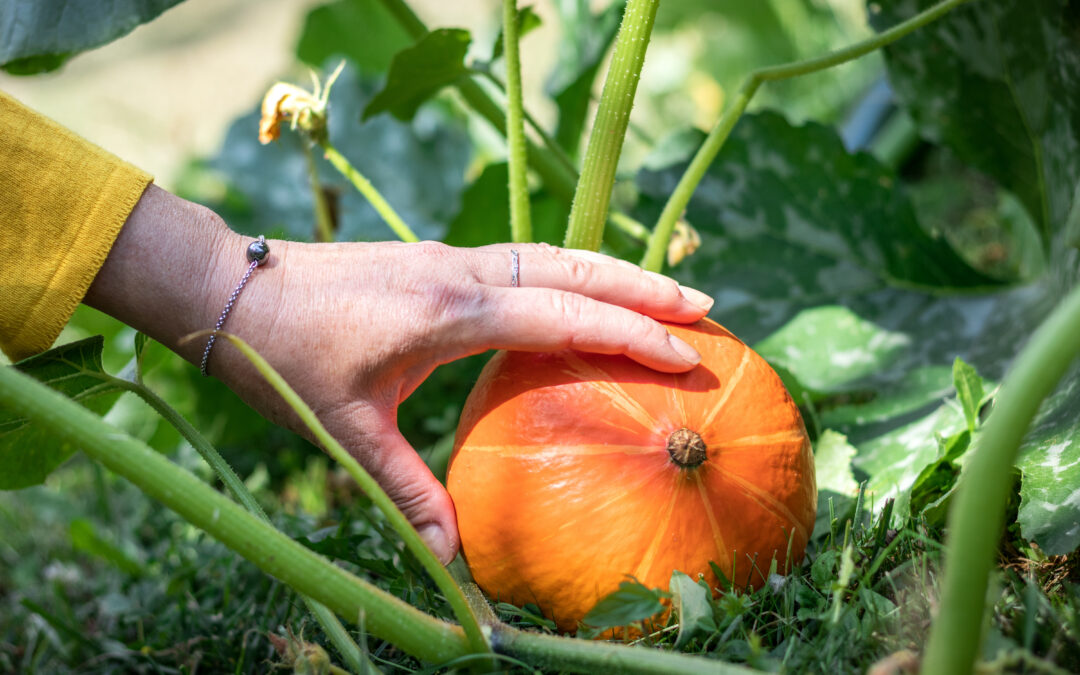second chance vegetables