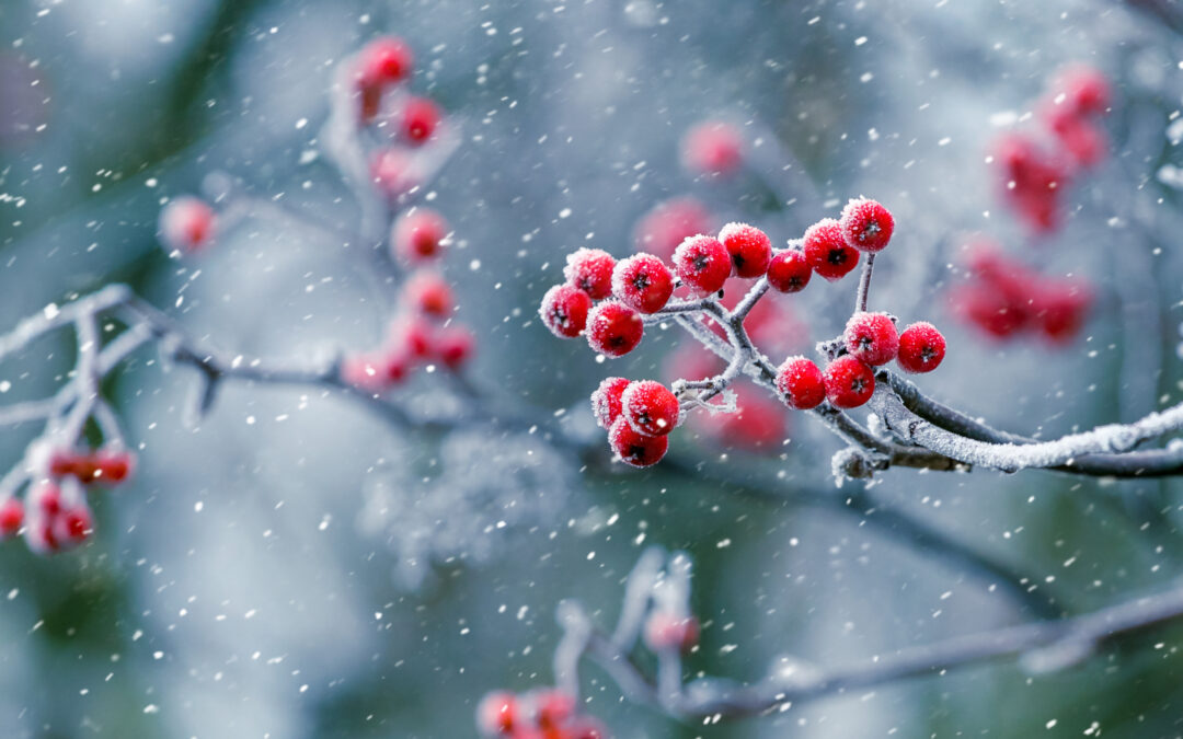 frost things first