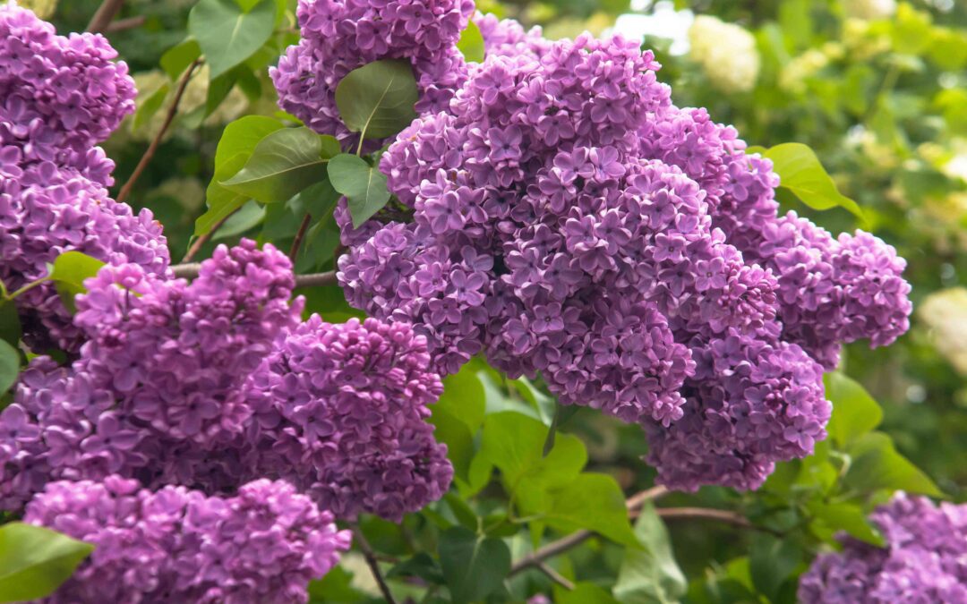 the lazy days of summer