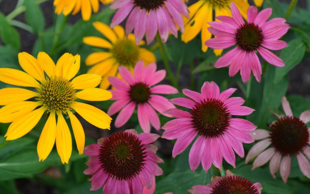 gardeners … get out your hoses!