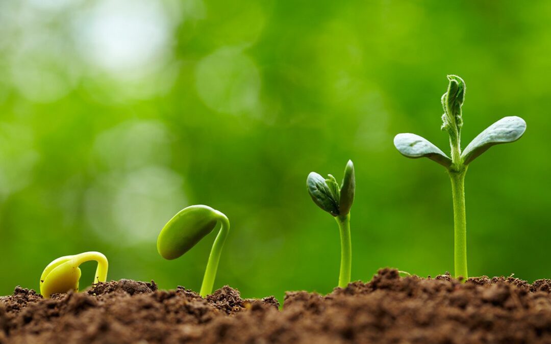 if life hands you dirt, plant seeds!