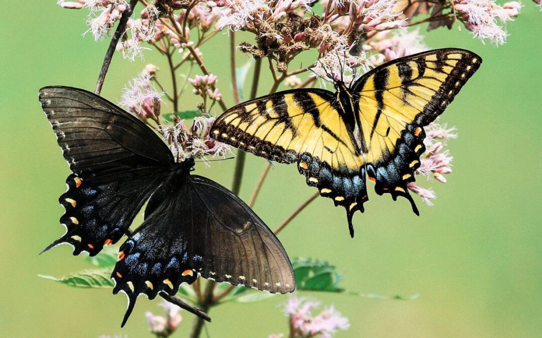 why plant a butterfly garden?