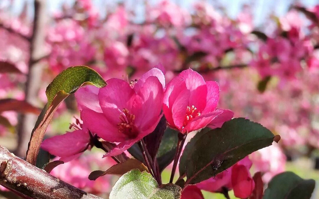 has spring really sprung?