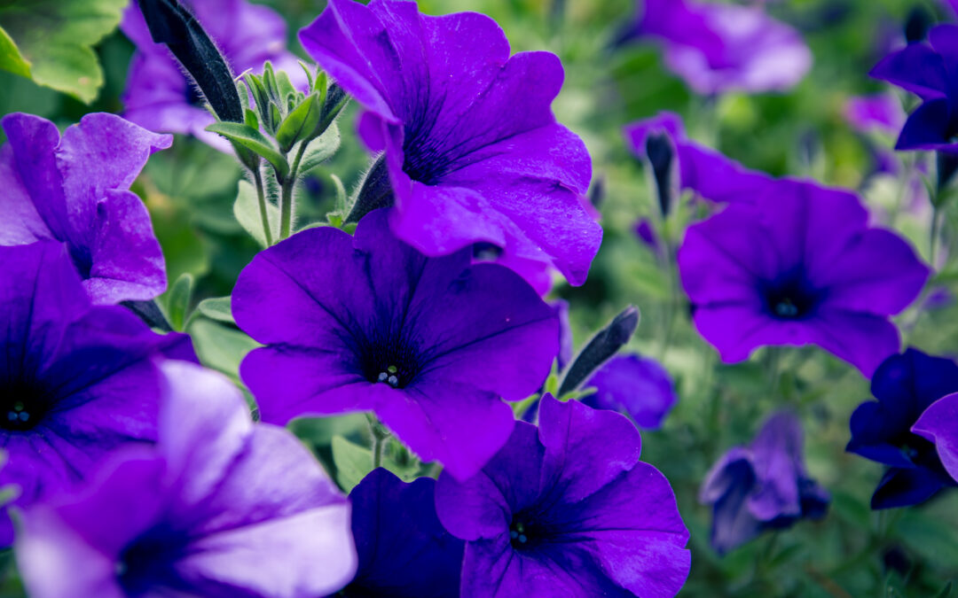 keep calm and garden on