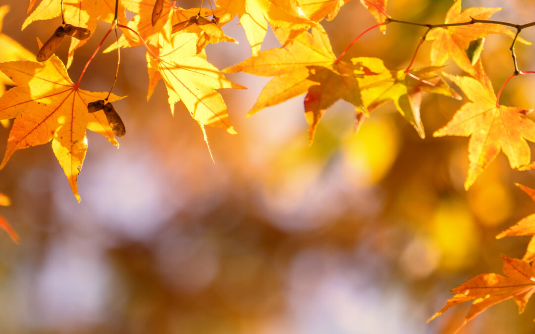 leaf fall to the maples