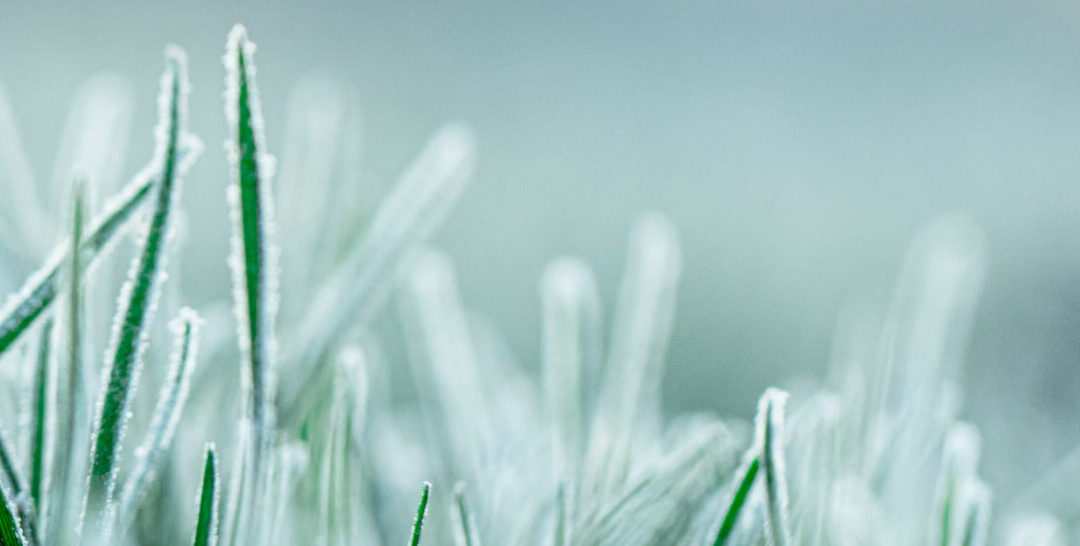 finally! frosty mornings