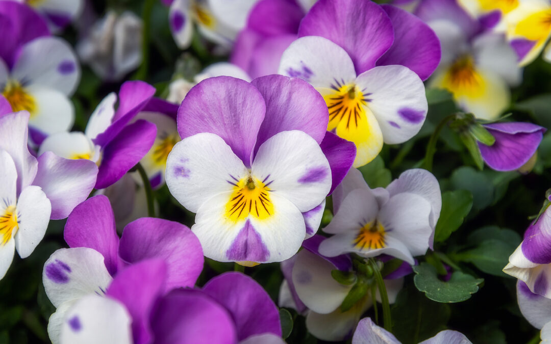 you had us at pansies