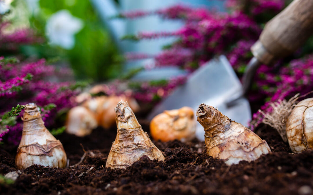 bulbs & corms & tubers oh my