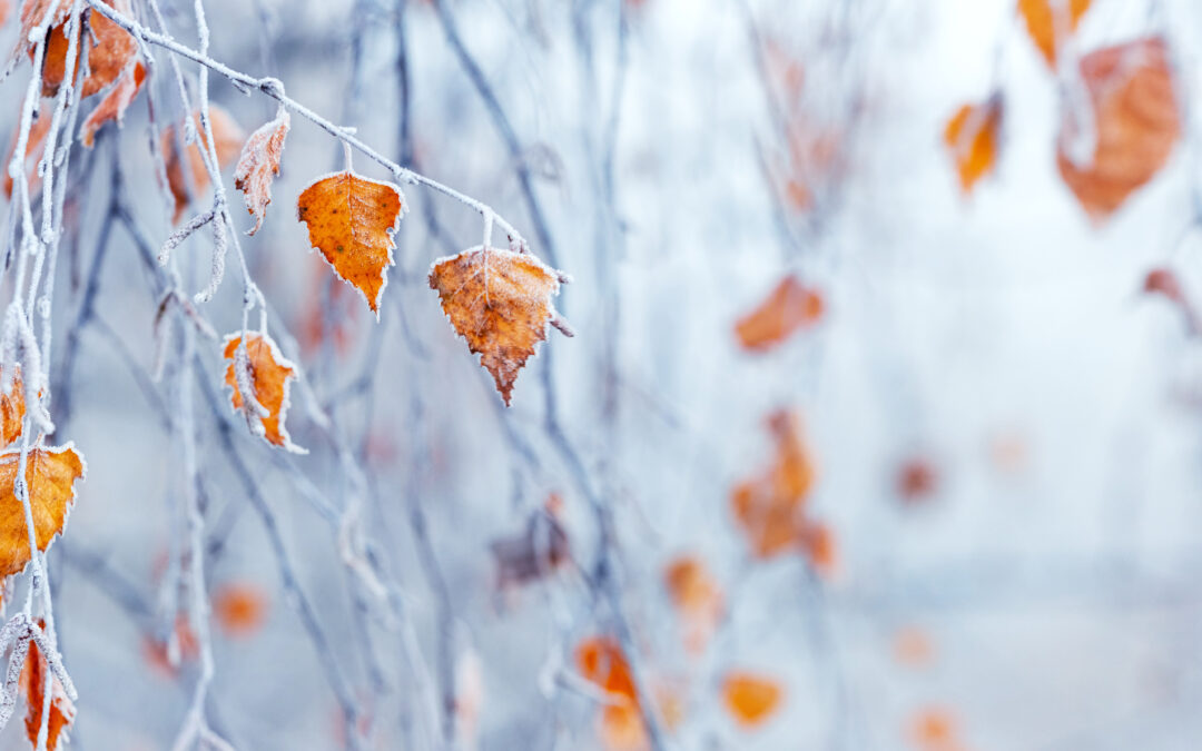 whatever happened to autumn?