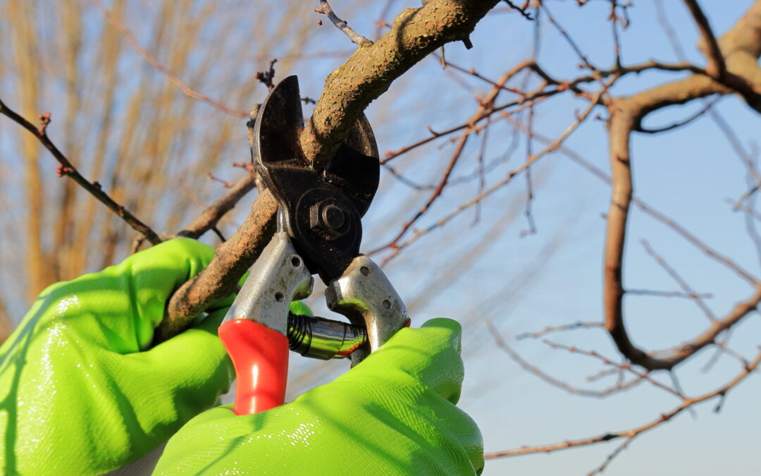 winter pruning dos and don’ts