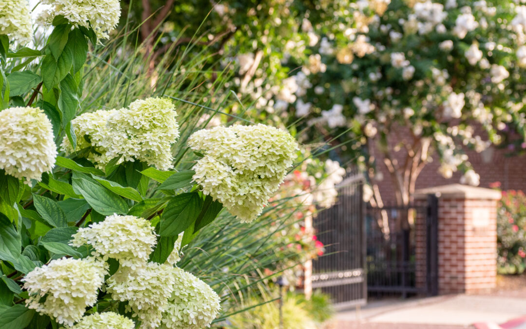 all about hydrangeas