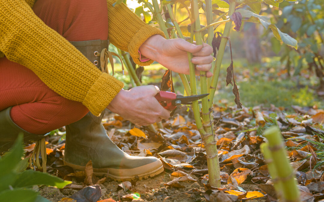 fall into gardening