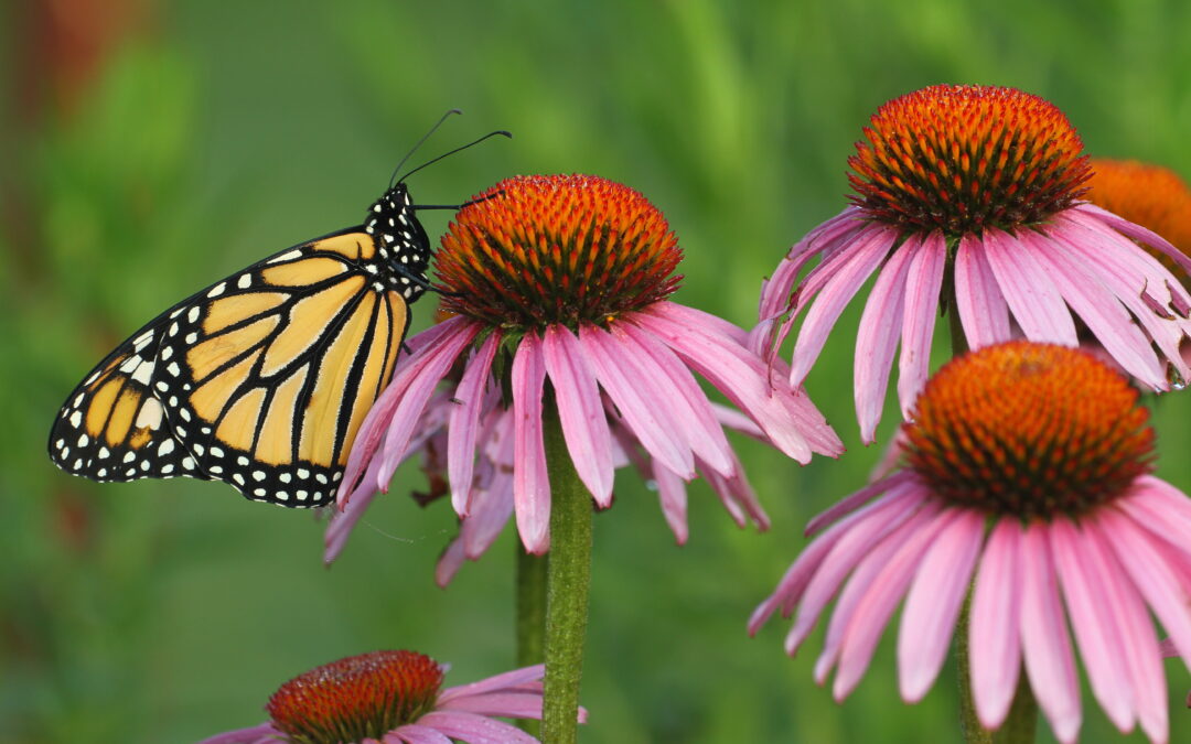 prairie much in love