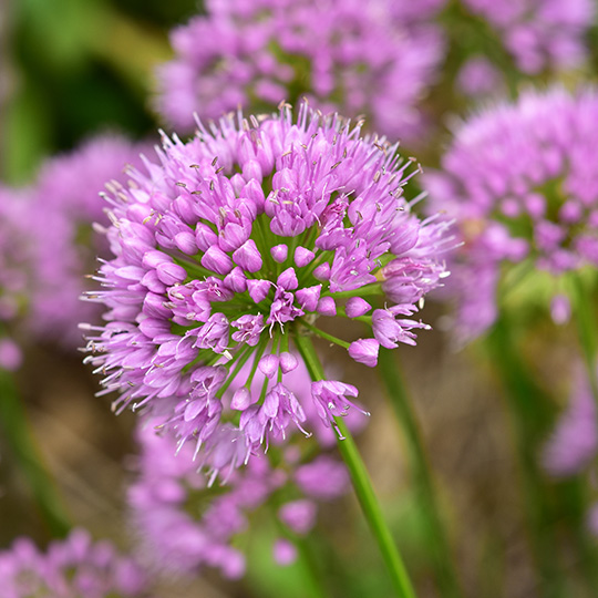 Allium Allium