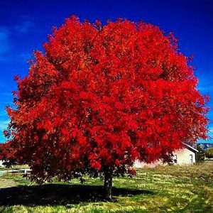 Autumn Blaze Maple