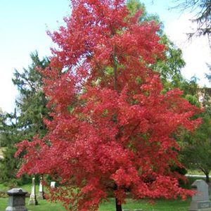 Autumn Radiance Maple