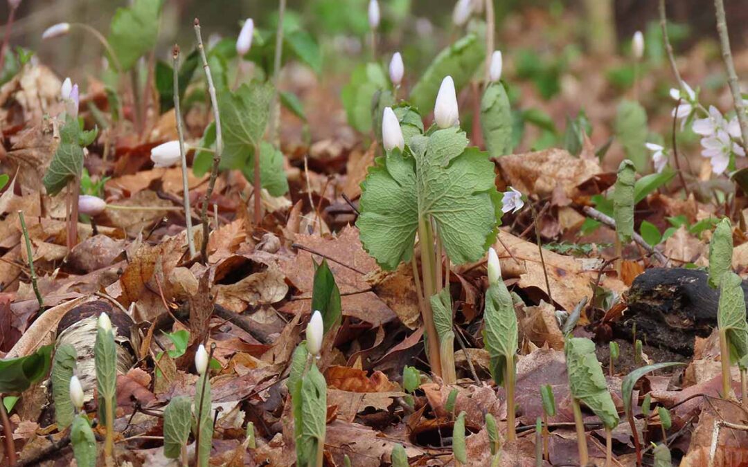 gems of the woodland garden