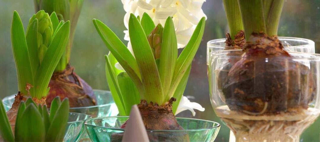 the art of forcing bulbs