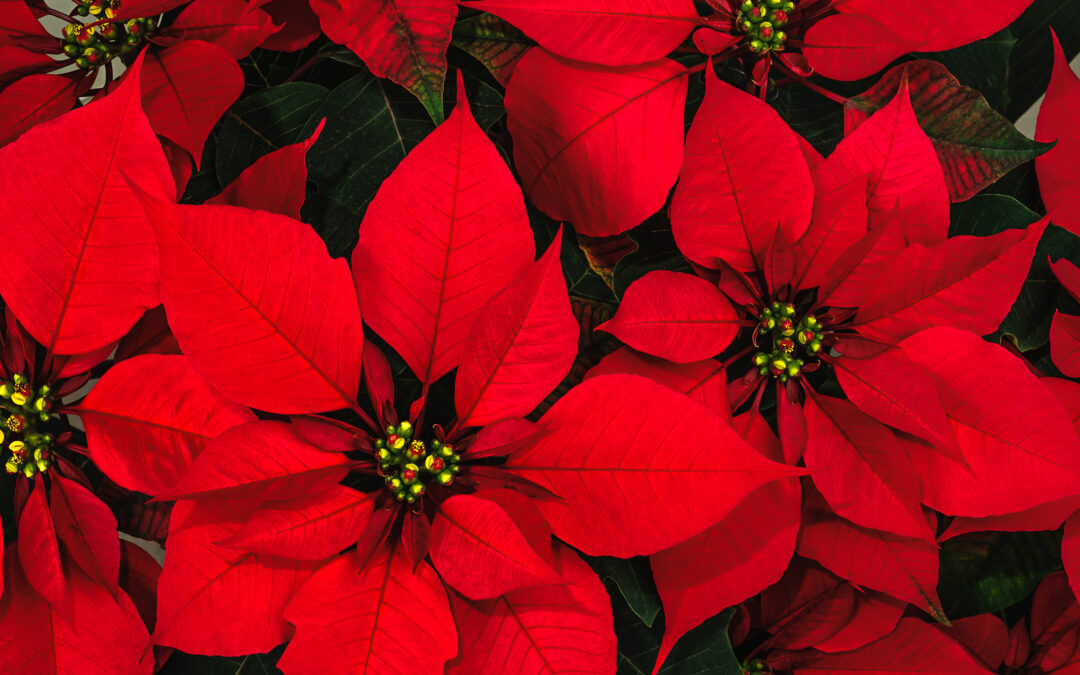 classic holiday plants