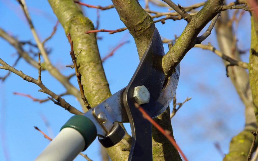 pruning in winter – yes or no