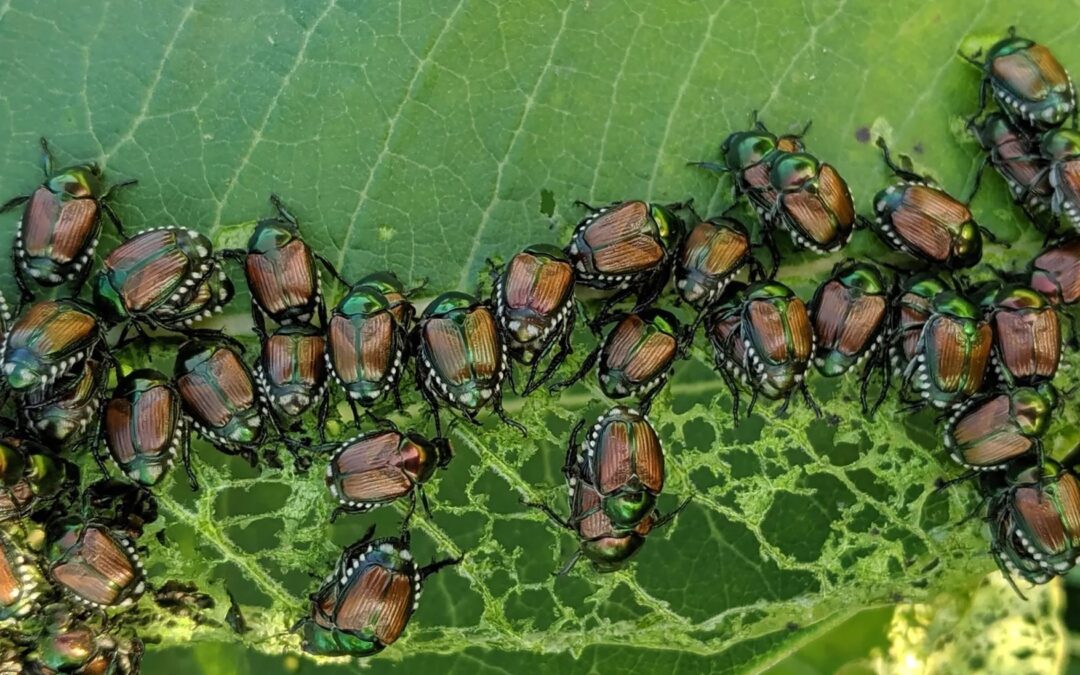 ladies and gentlemen – the beetles