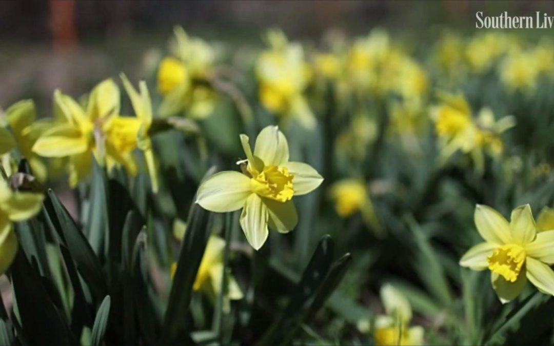 daffs & tulips & crocus, oh my