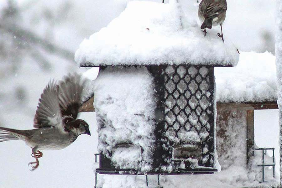 BIRD FEEDERS