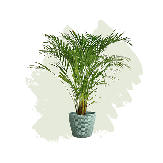 Bamboo Palm