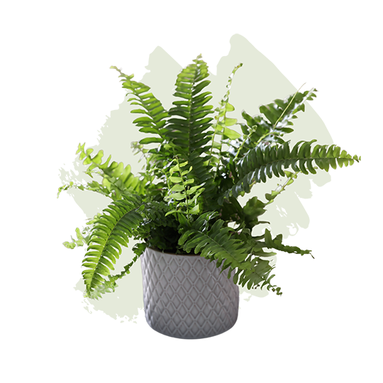 Boston Fern