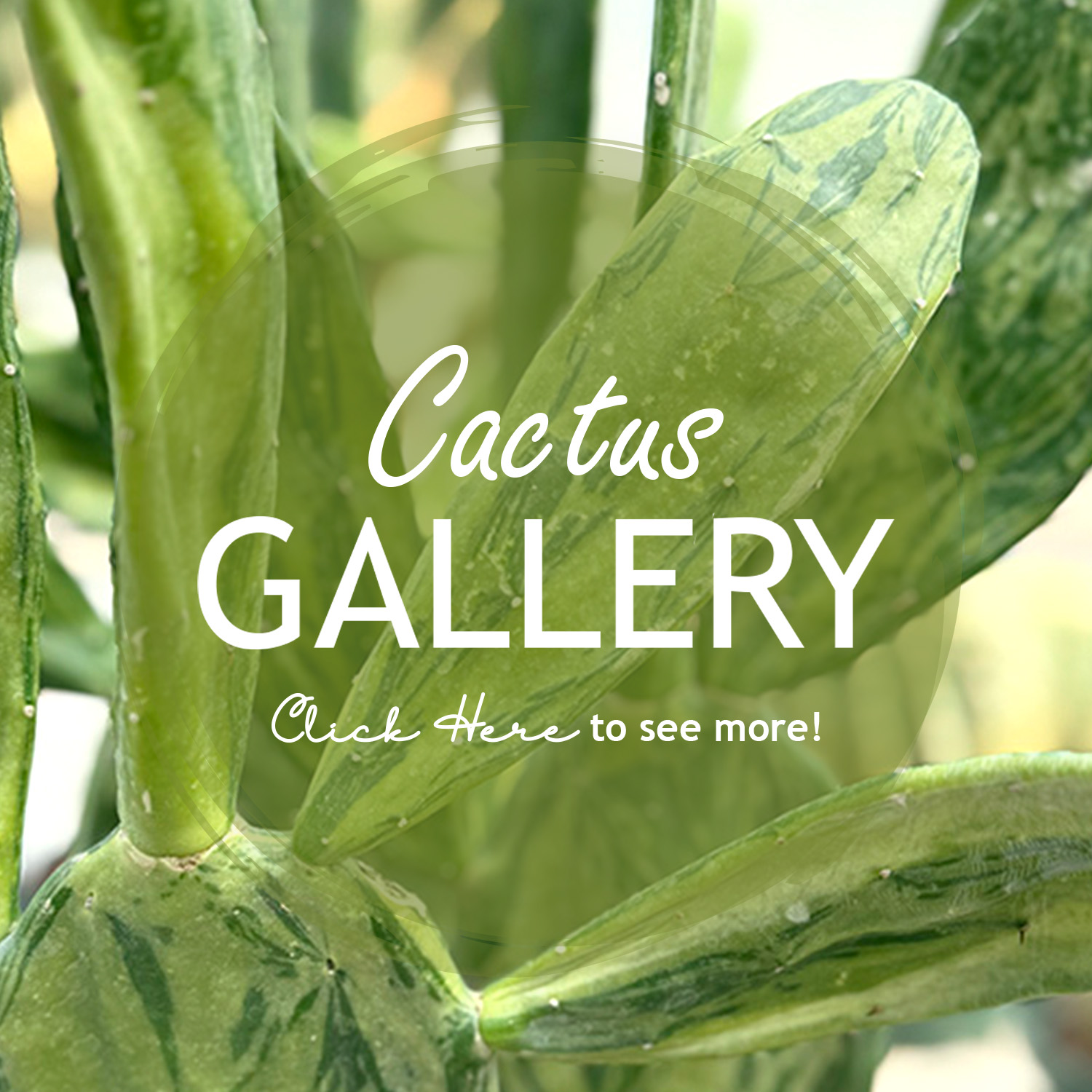 Cactus Gallery