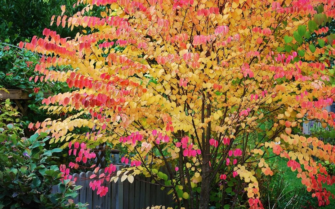 The Art of Fragrance in the Garden