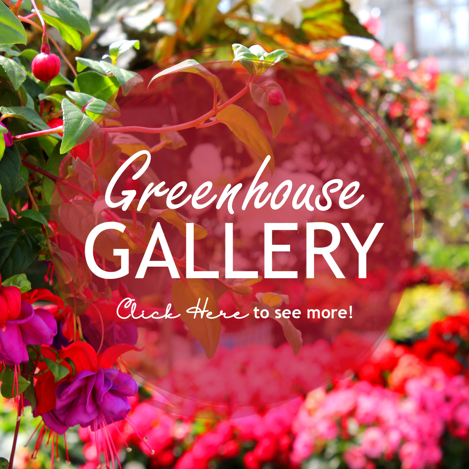 Greenhouse Gallery