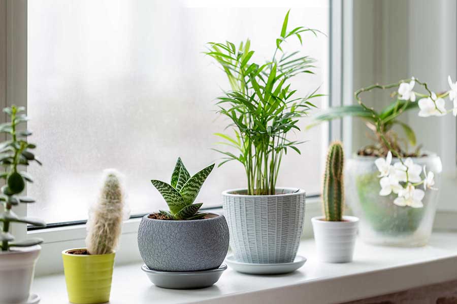 Potted plants on window. Houseplants in pots on windowsill. Home