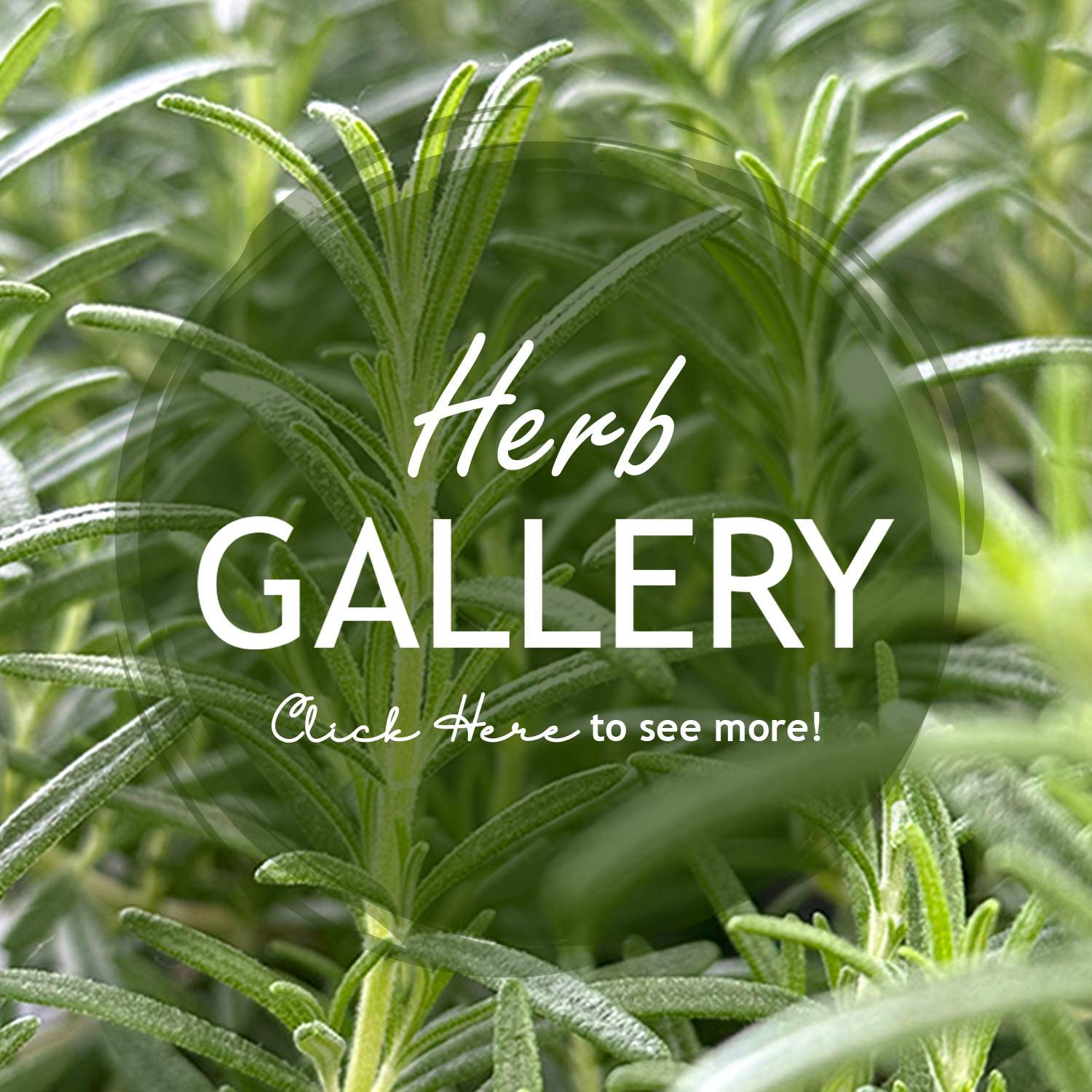 Herb Gallery