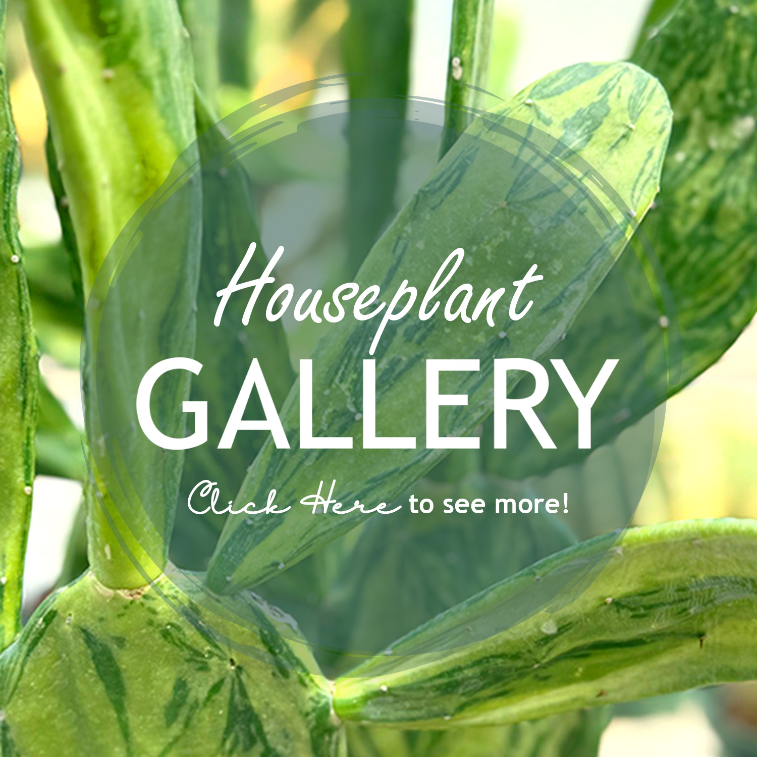 Houseplant Gallery Button