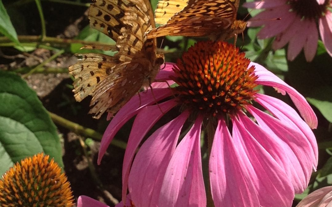 Butterfly Garden ABCs