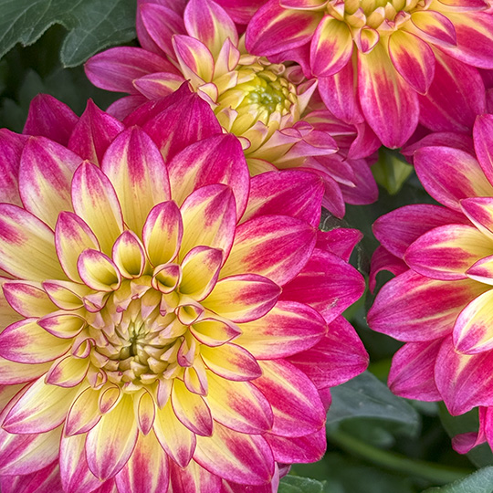 Dahlia Annual
